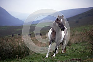 Wild pony on top of a mountain , brecon beacons national park