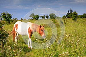 Wild Pony VA Grayson Highlands State Park