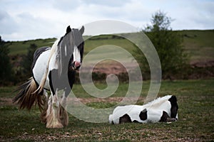 Wild pony, on a welsh mountain