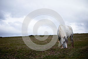 Wild pony, on a welsh mountain