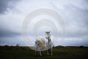 Wild pony, on a welsh mountain