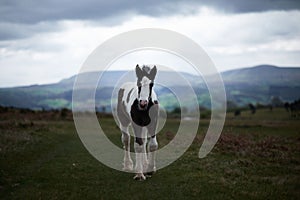 Wild pony, on a welsh mountain