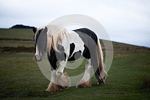 Wild pony, on a welsh mountain