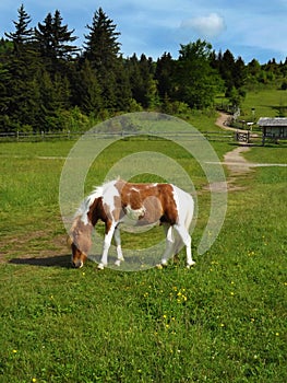 Wild Pony â€“ Grayson Highlands State Park