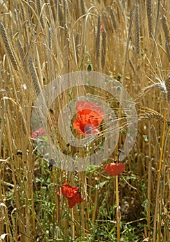 Wild poppies in corn field