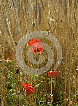 Wild poppies in corn field