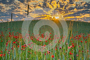 Wild poppies field and beautiful sunrise cloudy sky