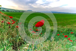 Wild poppies flowers on the filed