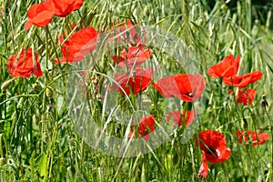 Wild poppies among the grass in the field photo