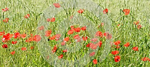 Wild poppies among the grass in the field photo