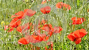 Wild poppies among the grass in the field photo