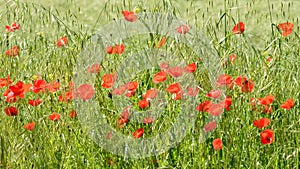 Wild poppies among the grass in the field photo