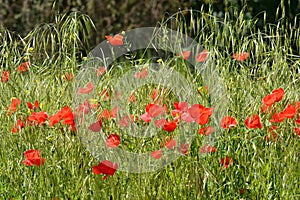 Wild poppies among the grass in the field photo