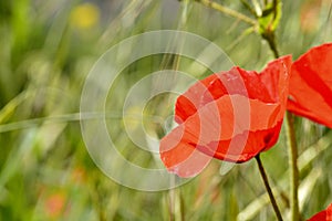 Wild poppies among the grass in the field photo