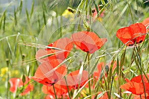 Wild poppies among the grass in the field photo