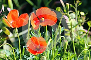 Wild poppies. Group of three.