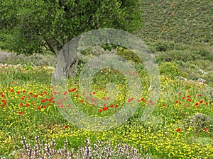 Wild poppies and olive tree, Greece