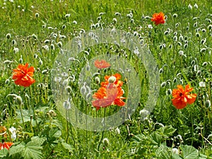 Wild poppy blooms in a field