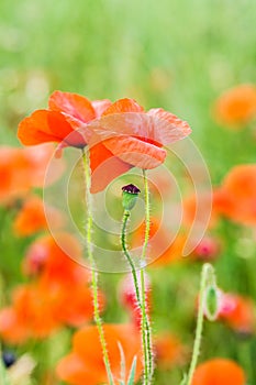 Wild poppy field