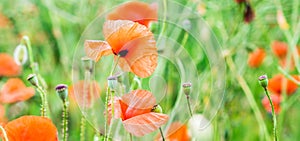 Wild poppy field