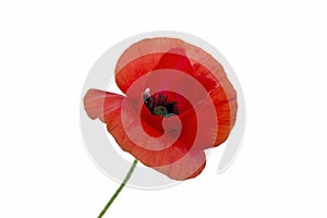 Wild poppy flower