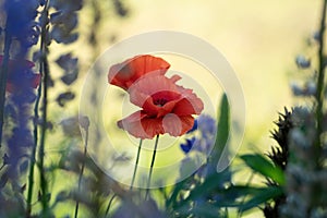 Wild poppy flower on blurred yellow background with purple lupine and other wild flowers. Vintage colors, card, greeting