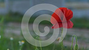 Wild poppy flower closeup