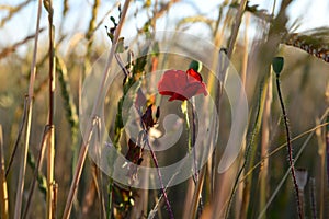 Wild poppy flower in a corn field