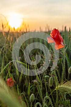 A wild poppy flower in a cultivated field of wheat during an impressive golden hour