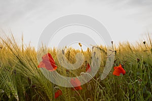 A wild poppy flower in a cultivated field of wheat during an impressive golden hour