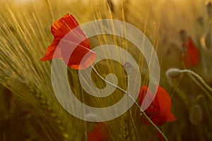 A wild poppy flower in a cultivated field of wheat during an impressive golden hour
