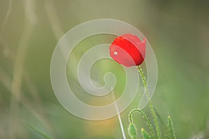 Wild poppy flower on the green field in rural Greece at sunset