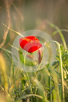 Wild poppy flower on the green field in rural Greece at sunset