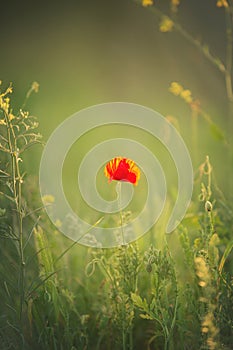 Wild poppy flower on the green field in rural Greece at sunset