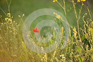 Wild poppy flower on the green field in rural Greece at sunset