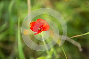 Wild poppy flower on the green field in rural Greece at sunset