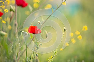 Wild poppy flower on the green field in rural Greece at sunset