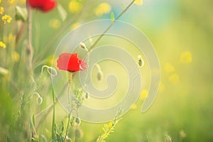 Wild poppy flower on the green field in rural Greece at sunset