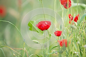 Wild poppy flower on the green field in rural Greece at sunset