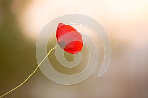 Wild poppy flower on the green field in rural Greece at sunset