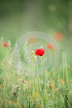 Wild poppy flower on the green field in rural Greece at sunset