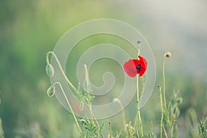 Wild poppy flower on the green field in rural Greece at sunset