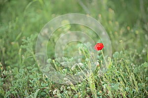 Wild poppy flower on the green field in rural Greece at sunset