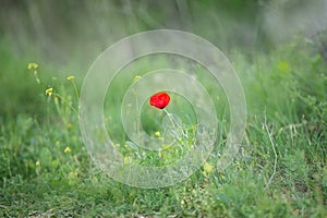 Wild poppy flower on the green field in rural Greece at sunset