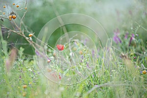 Wild poppy flower on the green field in rural Greece at sunset