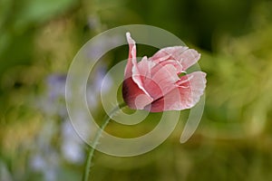 Wild poppy flower. Lonely pink poppy flower in field