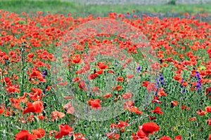 Wild poppy flower in meadow countryside