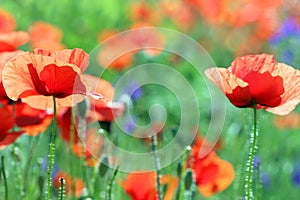 Wild poppy flower in meadow spring
