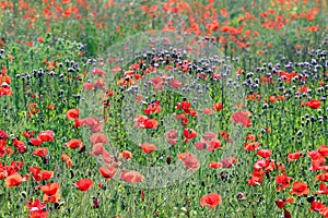 Wild poppy flower in meadow spring season