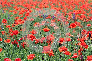 Wild poppy flower in meadow spring season countryside